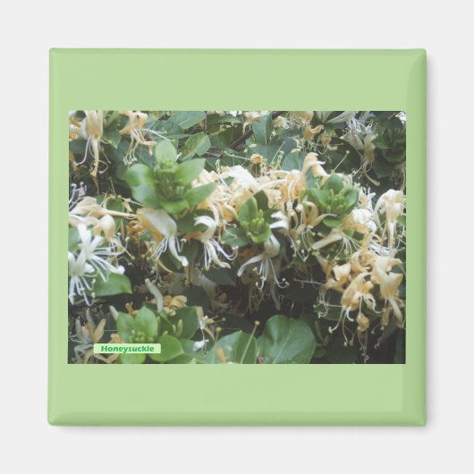 Aimant Chèvrefeuille en fleurs (Devant)