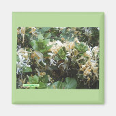 Aimant Chèvrefeuille fleurit (Devant)