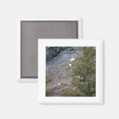 Aimant Chèvres de montagne (Recto/Verso)