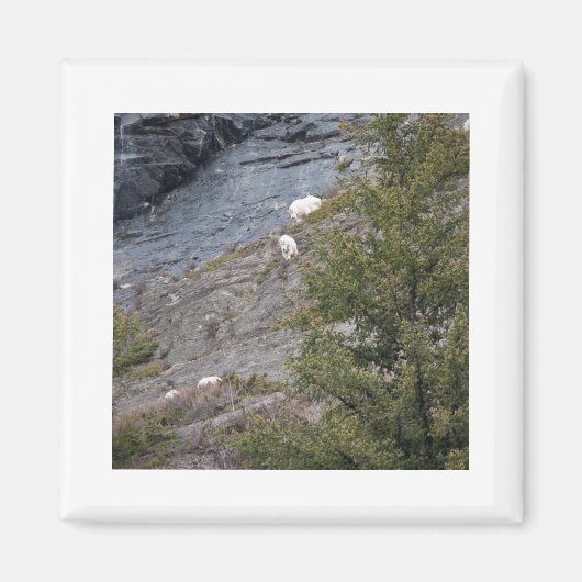 Aimant Chèvres de montagne (Devant)