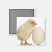 Aimant Chick with egg (2 days old) (Recto/Verso)