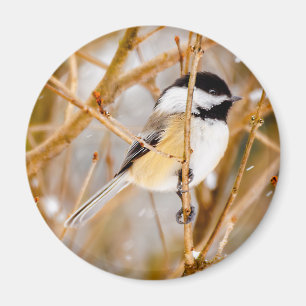 Aimant Chickadee au plafond noir - Photo originale