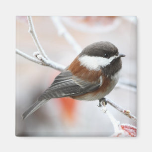 Aimant Chickadee en hiver