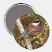 Aimant Chickadee Songbird dans l'arbre à dos de châtaigni (Recto/Verso)