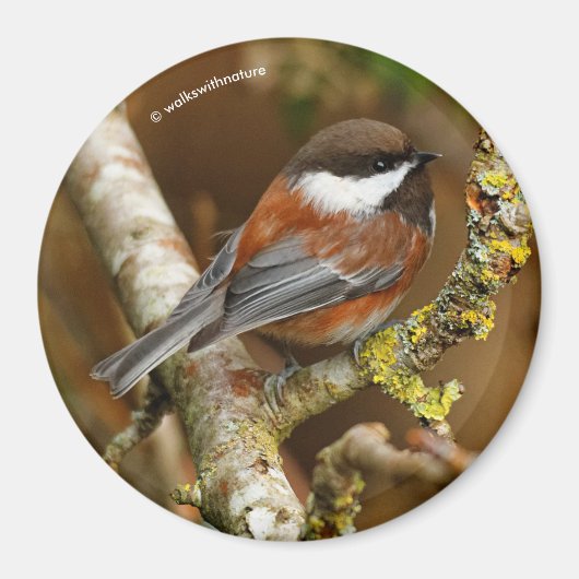 Aimant Chickadee Songbird dans l'arbre à dos de châtaigni (Devant)