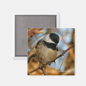 Aimant Chickadee Songbird, Joli Espérant (Recto/Verso)