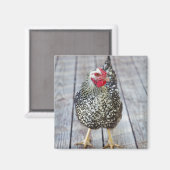 Aimant Chicken on deck, Silver Laced Wyandotte (Recto/Verso)