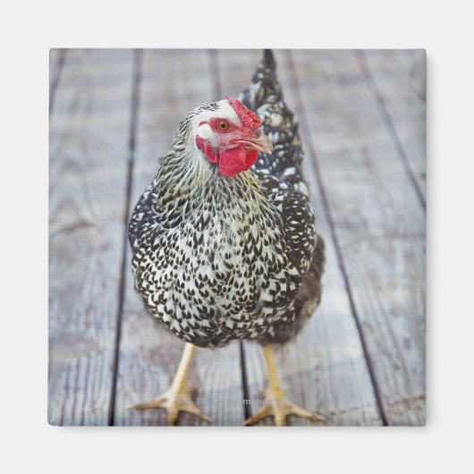 Aimant Chicken on deck, Silver Laced Wyandotte (Devant)
