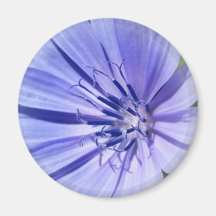 Aimant chicorée bleu pourpre