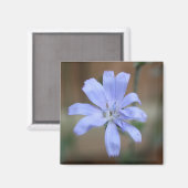 Aimant Chicorée (Cichorium intybus) (Recto/Verso)
