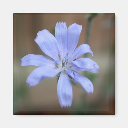 Aimant Chicorée (Cichorium intybus) (Devant)