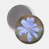 Aimant Chicorée (Cichorium intybus) (Recto/Verso)
