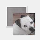 Aimant Chien (Recto/Verso)