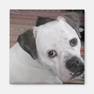 Aimant Chien