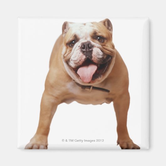 Aimant ,chien (Devant)