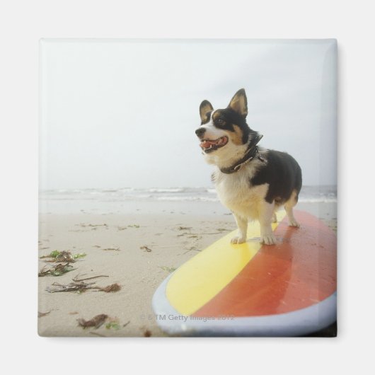 Aimant Chien à bord (Devant)