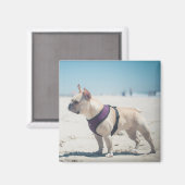 Aimant Chien À La Plage (Recto/Verso)