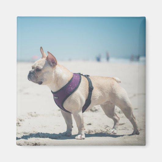 Aimant Chien À La Plage (Devant)