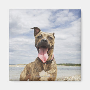 Aimant chien à la plage