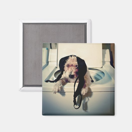 Aimant Chien aidant avec le lavage (Recto/Verso)