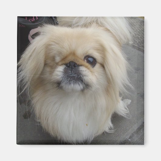 Aimant chien aux yeux (Devant)