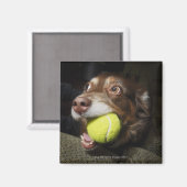 Aimant Chien avec balle de tennis (Recto/Verso)