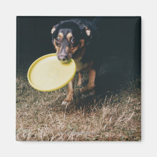 Aimant Chien avec frisbee à la bouche