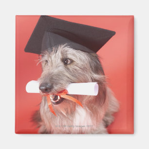 Aimant Chien avec la taloche et le diplôme