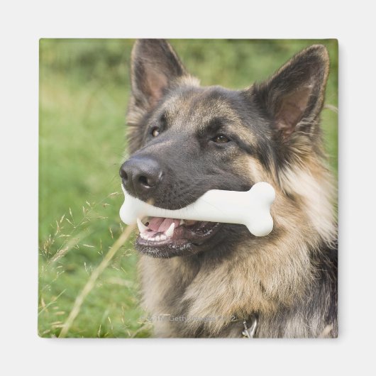 Aimant Chien avec os (Devant)