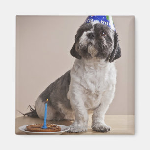 Aimant Chien ayant l'anniversaire