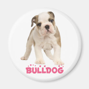 Aimant Chien Bébé Bouledogue Anglais Blanc