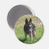Aimant Chien berger allemand (Recto/Verso)