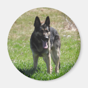 Aimant Chien berger allemand