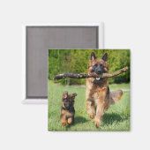 Aimant Chien berger allemand à longue chair et chiot (Recto/Verso)