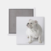 Aimant Chien blanc (Recto/Verso)