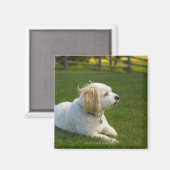 Aimant Chien blanc (Recto/Verso)