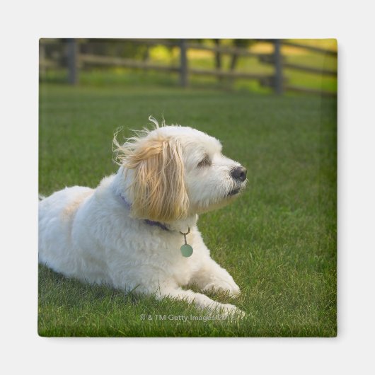 Aimant Chien blanc (Devant)