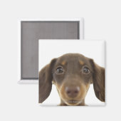 Aimant Chien blanc (brun) 2 (Recto/Verso)