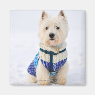 Aimant Chien blanc dans des vêtements dans la neige