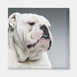 Aimant Chien blanc de Taureau