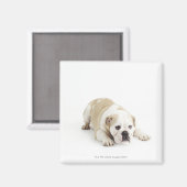 Aimant Chien blanc et tacheté (Recto/Verso)