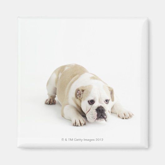Aimant Chien blanc et tacheté (Devant)