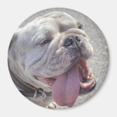 Aimant Chien blanc mignon (Devant)