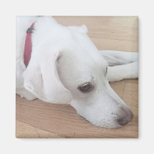 Aimant Chien blanc mignon portant le collier rouge Noël