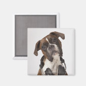 Aimant chien boxer avec casque (Recto/Verso)
