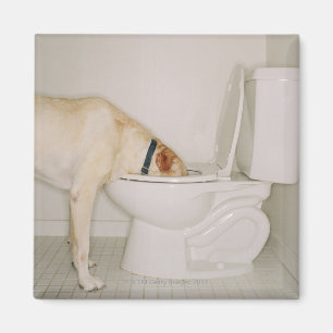 Aimant Chien buvant hors de la toilette