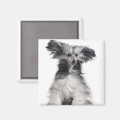 Aimant Chien chinois (15 mois) au vent (Recto/Verso)