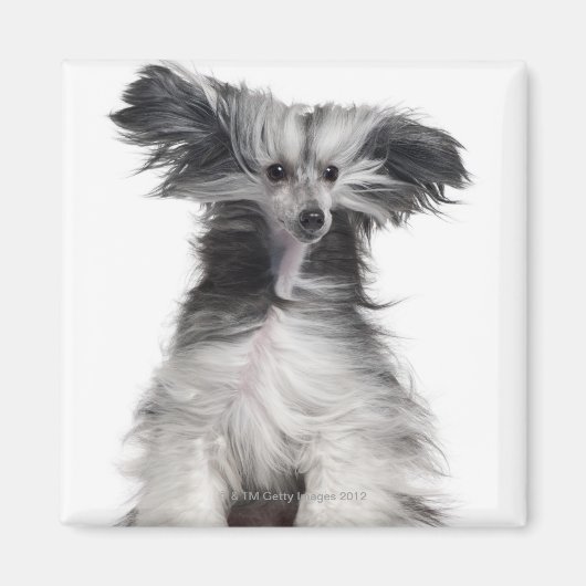 Aimant Chien chinois (15 mois) au vent (Devant)