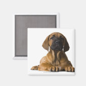 Aimant Chien chiot (Recto/Verso)