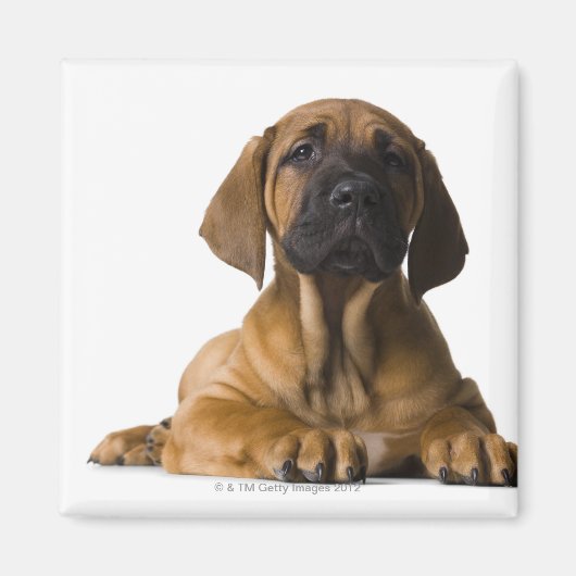 Aimant Chien chiot (Devant)